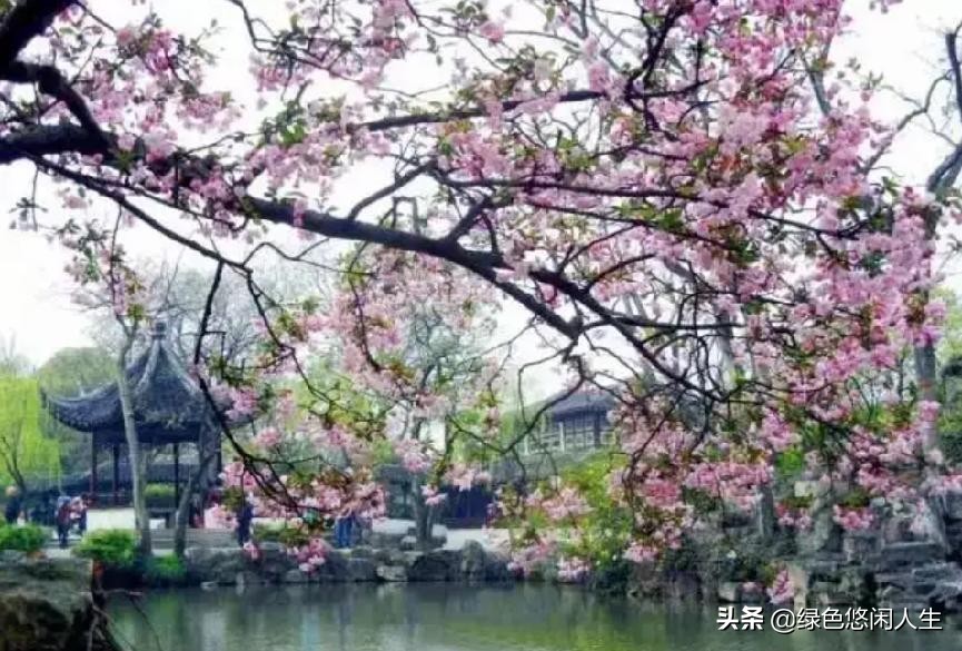 玉堂春富贵指哪些花,玉堂锦绣富贵春寓意