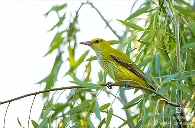 老干部对联,老干部对联大全