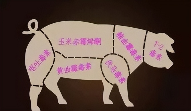 饲料中霉菌毒素对猪有什么危害,饲料毒素对猪的危害