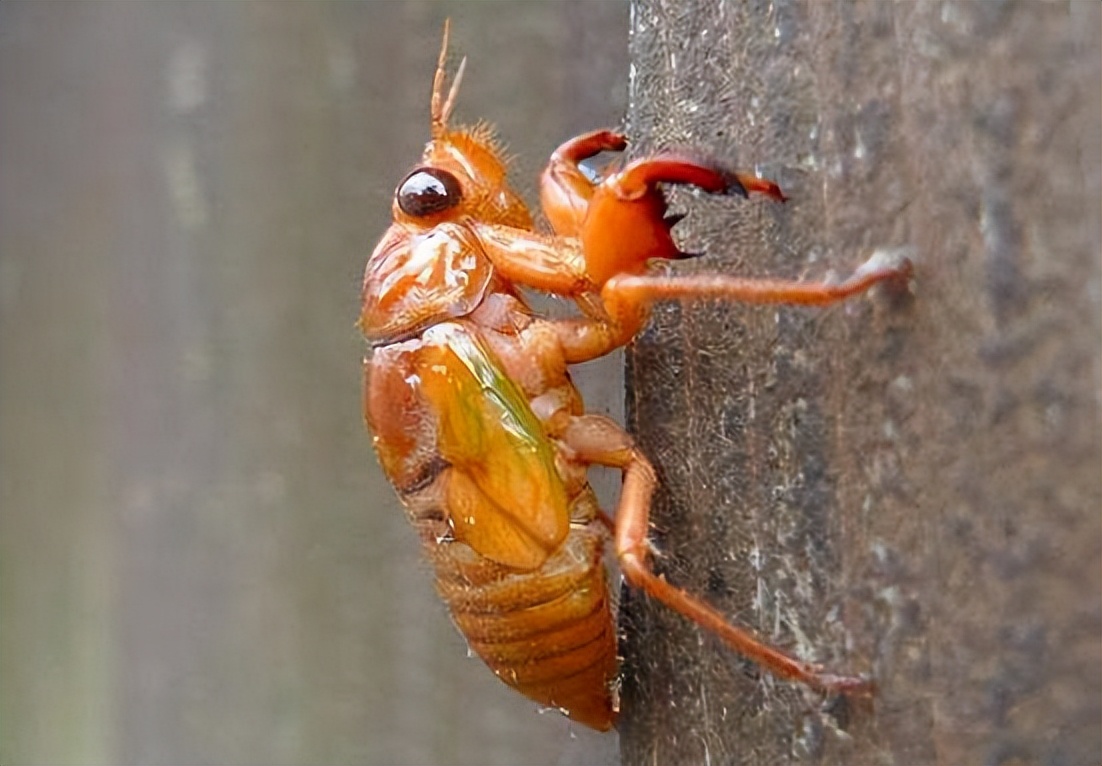 丛林探险美食大全,真正的丛林美食有哪些