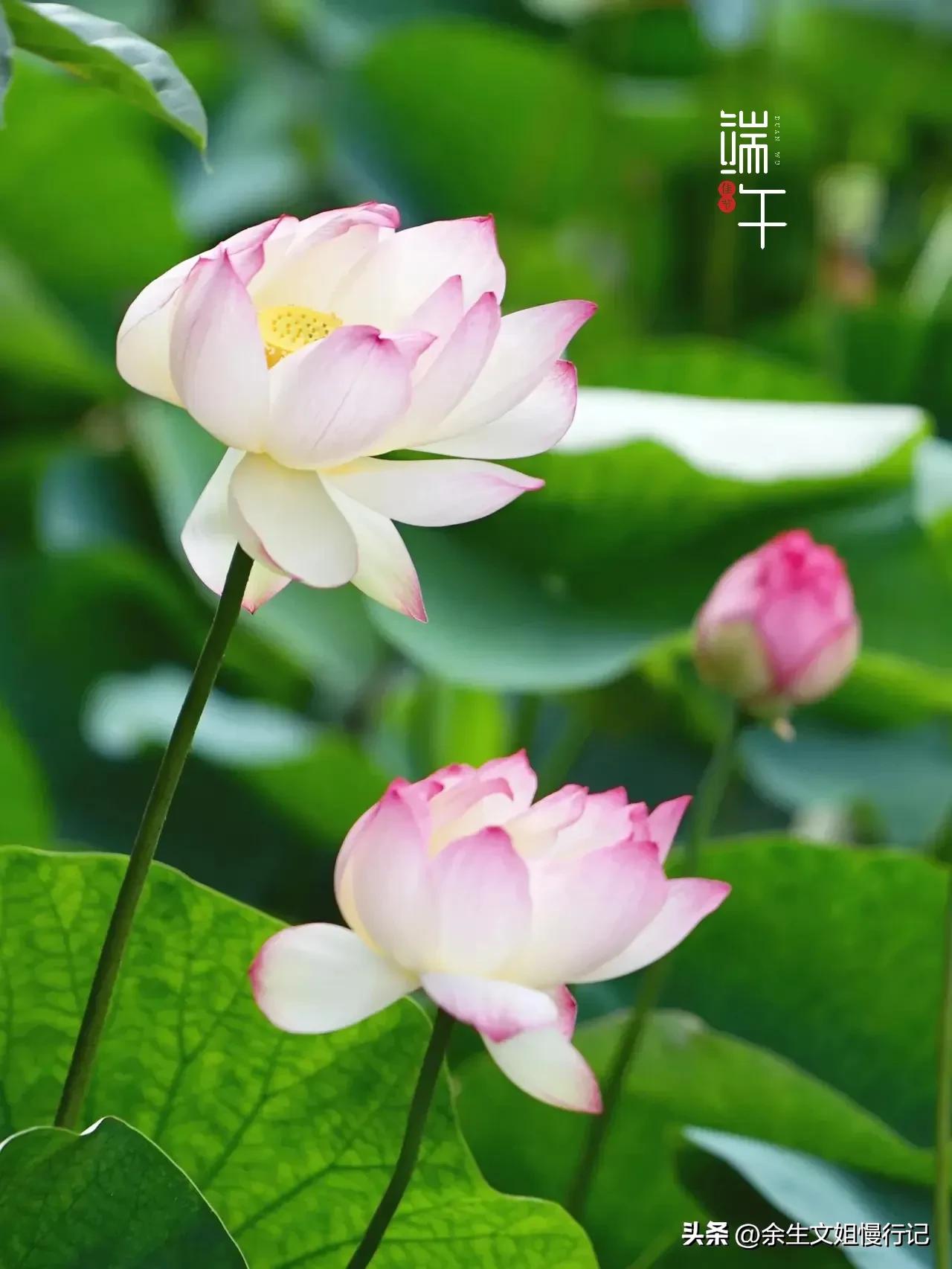 端午节的起源和演变手抄报,端午节的起源和哪个人物无关