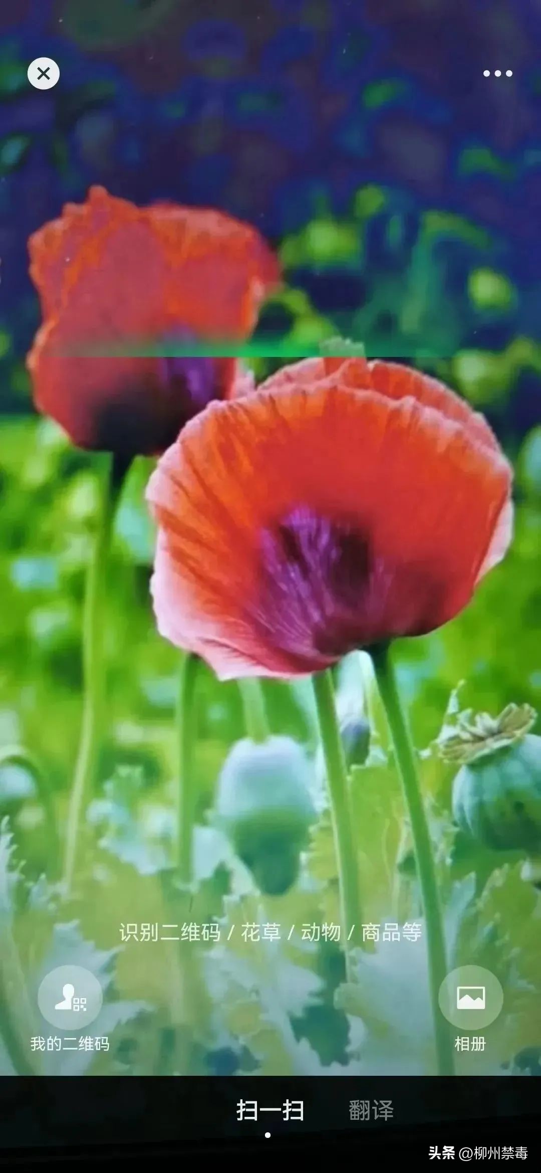 是“毒”还是“菜”？巧用微信“扫一扫”，*品毒**原植物立刻原形毕露！