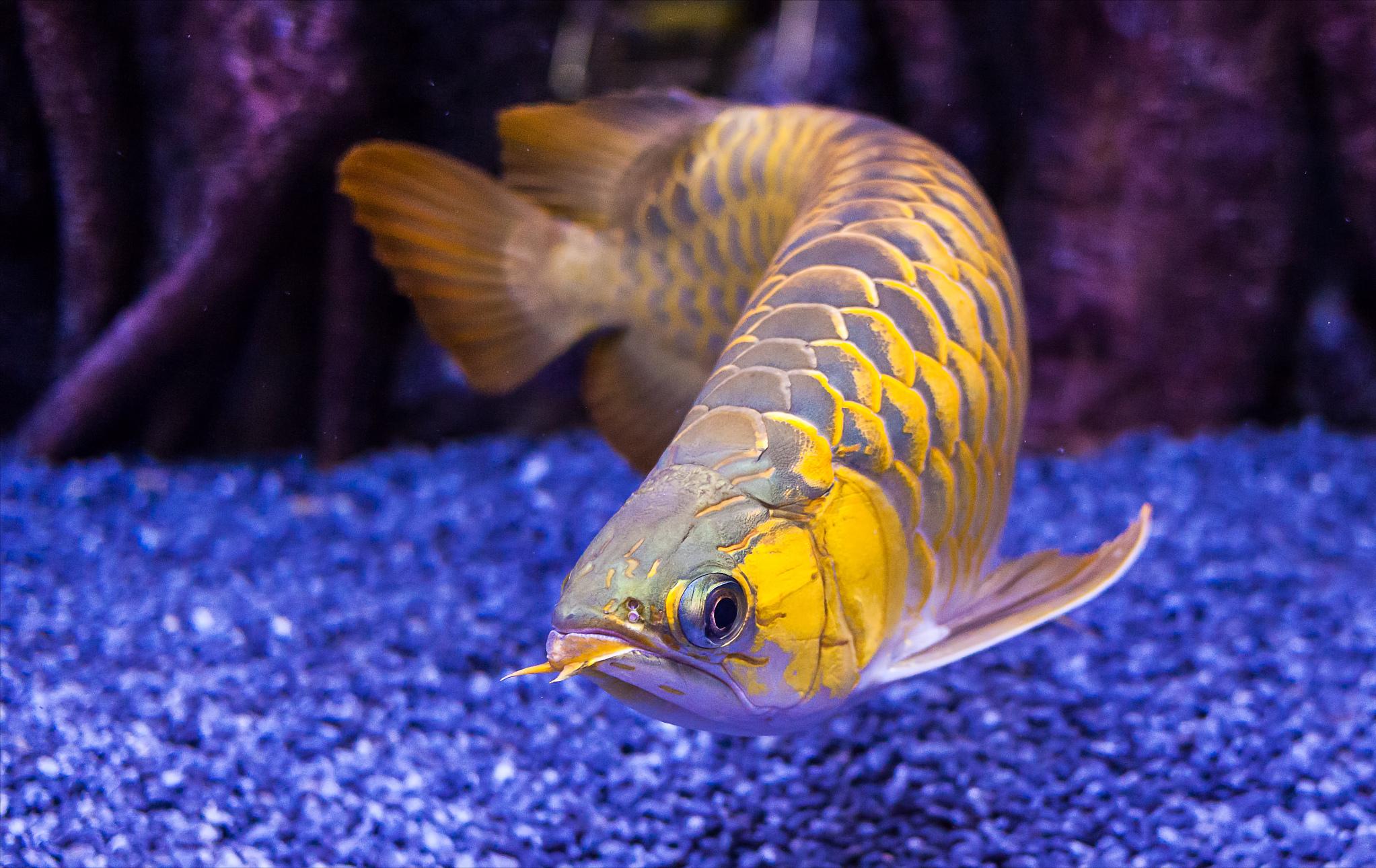 新龙鱼下缸缩鳍缩尾怎么调状态,龙鱼缩鳍是紧张还是不紧张