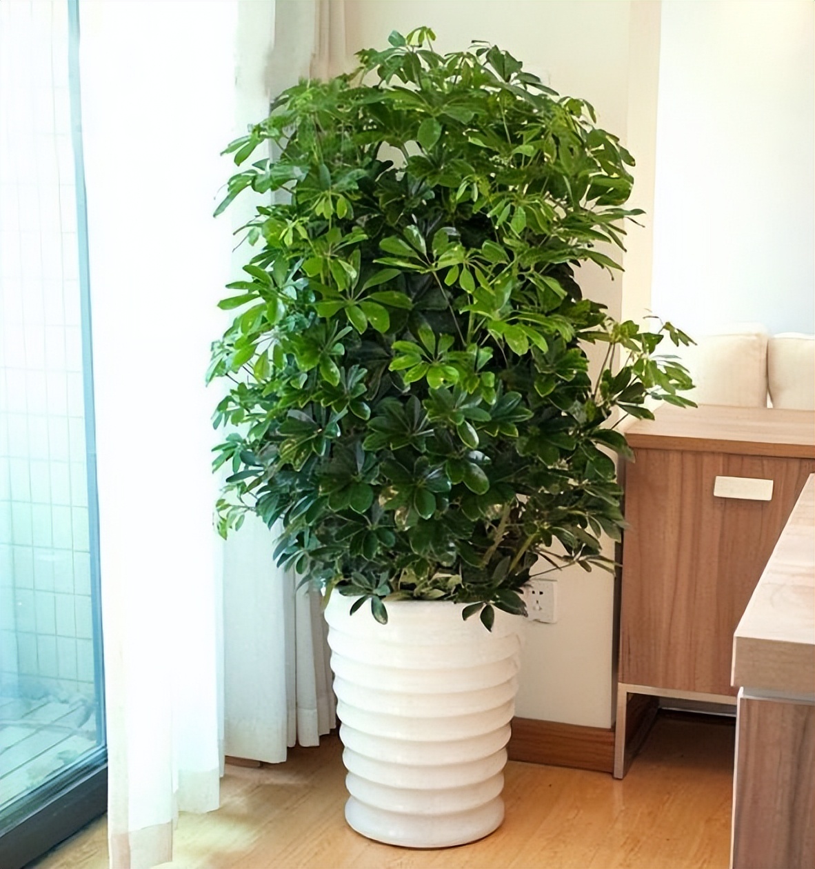 哪些植物对猫咪无毒又能吸附甲醛,吸甲醛最好的植物还好养