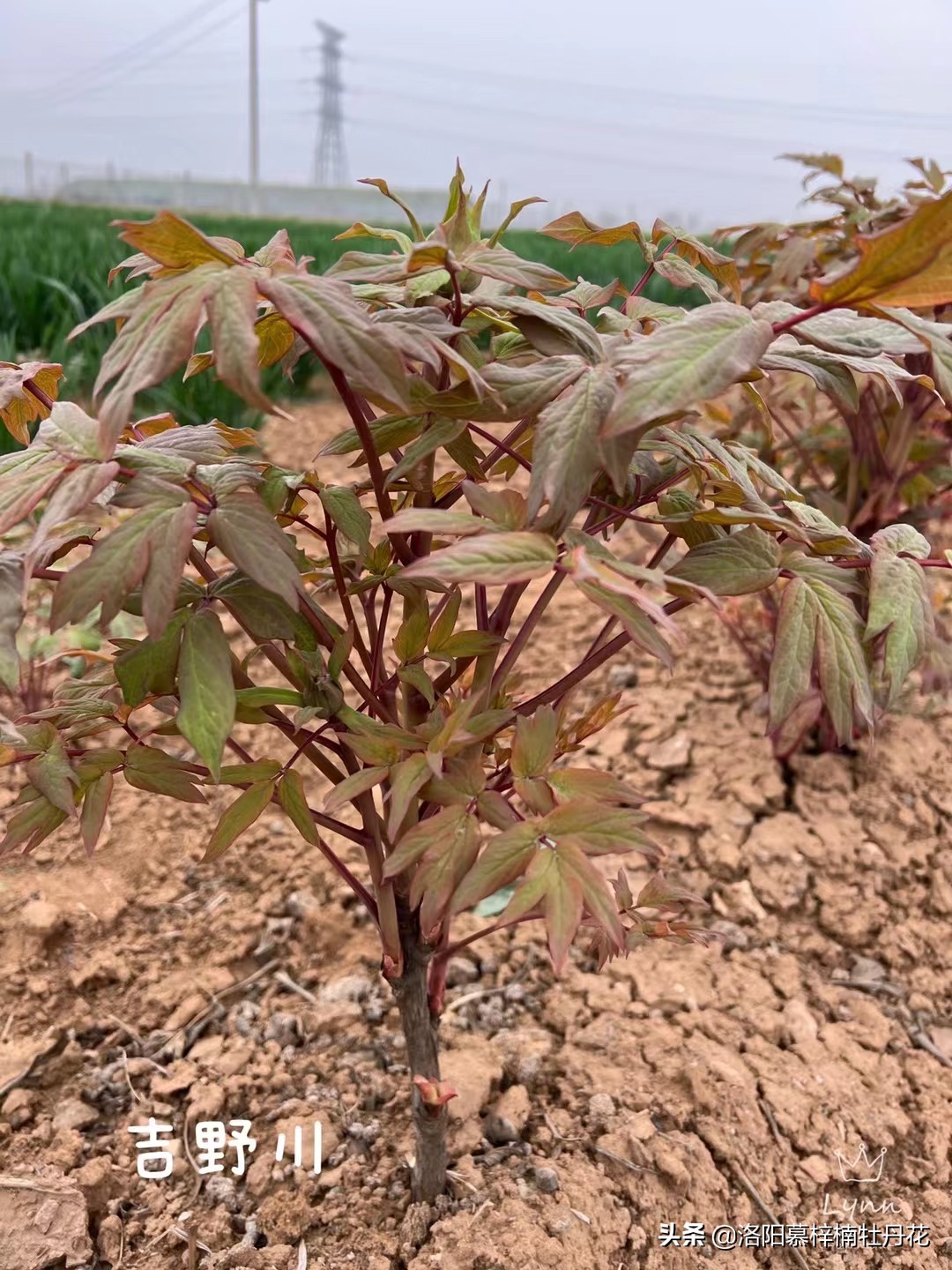牡丹芍药的种植方法和注意事项,芍药苗子购买