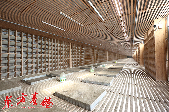 为赛鸽早生华发写春秋——江苏爱翔公棚董事长李伦十一载心系赛鸽情