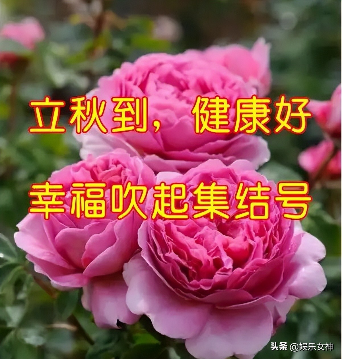 立秋高雅问候表情包,最新处暑早上好表情包