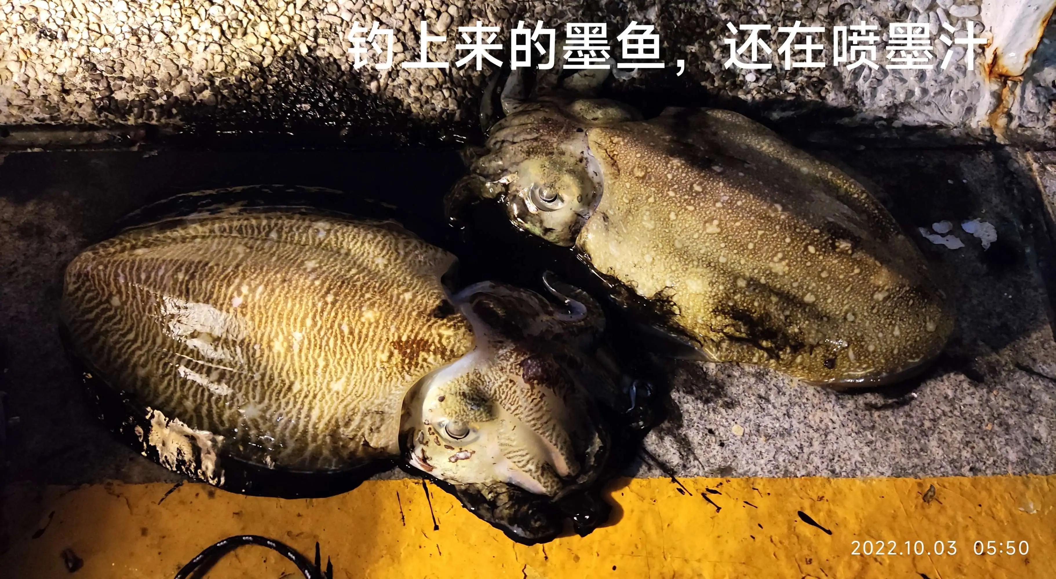 20种常见海鱼,十大常见野生海鱼