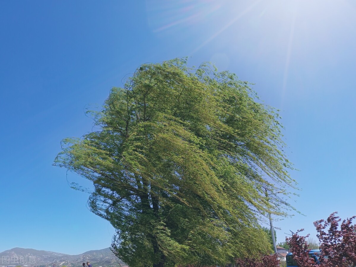风吹杨柳万千条选段,风吹杨柳万千条指什么生肖