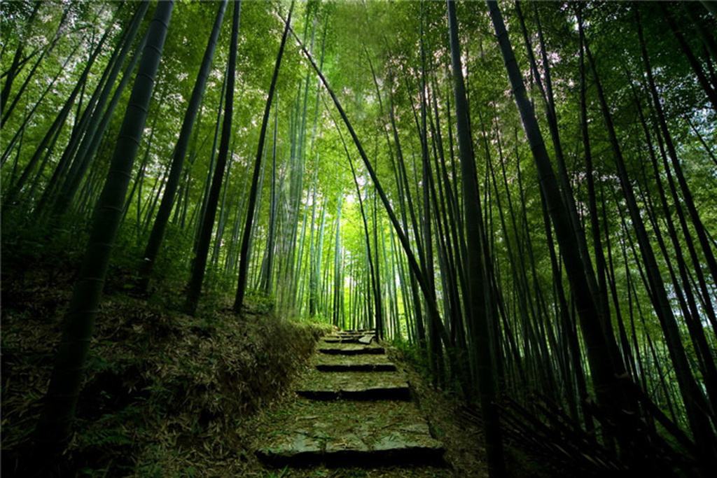 南京春游推荐石塘竹海景区,南京石塘竹海怪坡