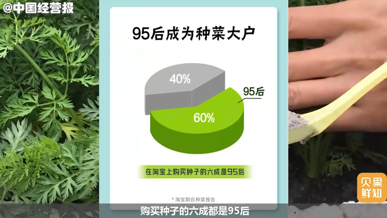 韭菜种植神器,种菜神器韭菜