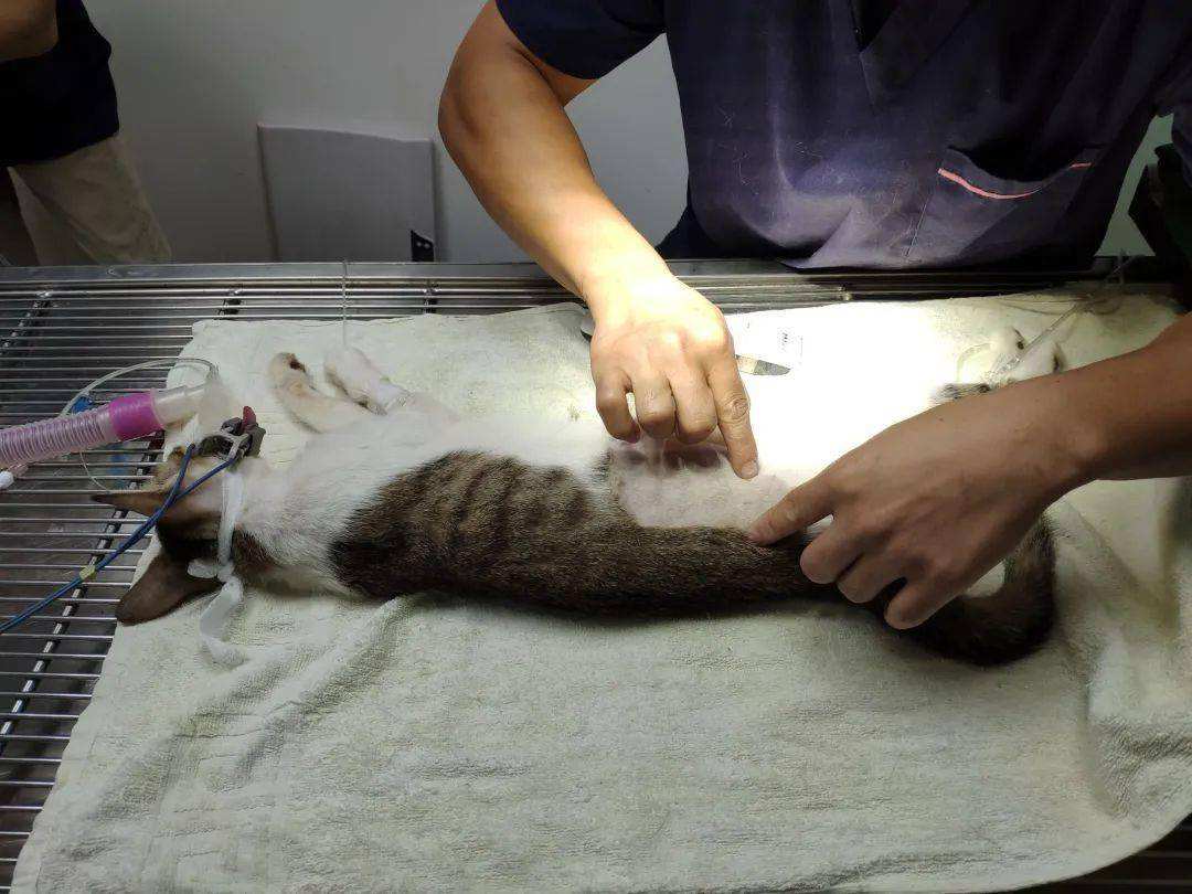 猫咪做完绝育需要注意啥,猫咪做了绝育以后注意事项