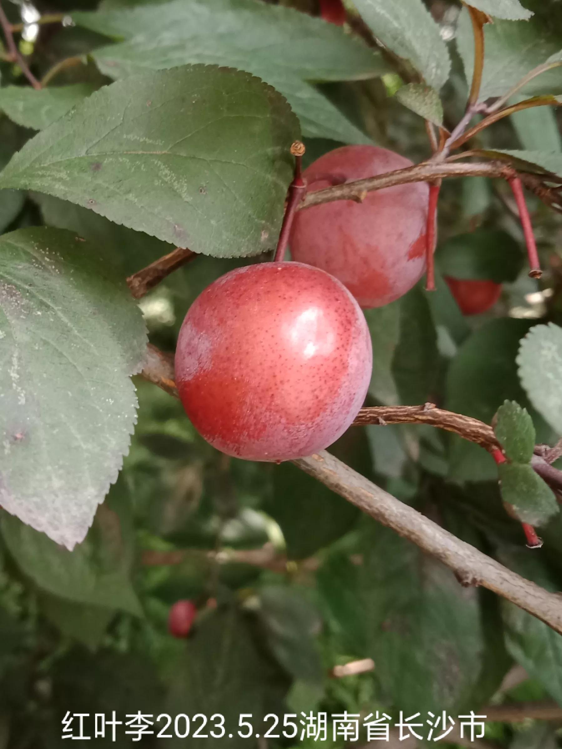 怎么找回没保存丢失的微信群,怎么找回没有保存的微信群
