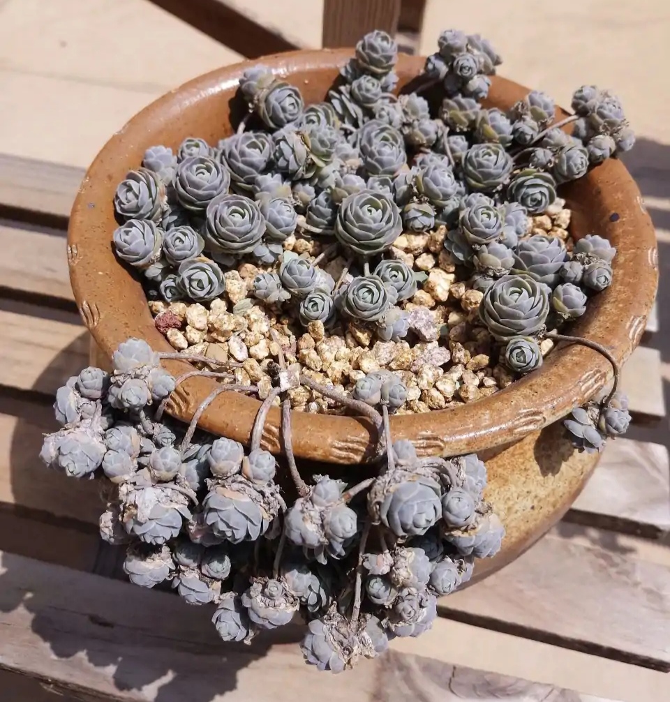 十二卷多肉的品种图鉴,100种多肉植物图片大全