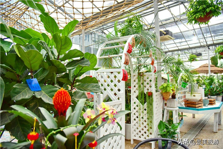 佛山旅游景点攻略,佛山森林公园游玩攻略