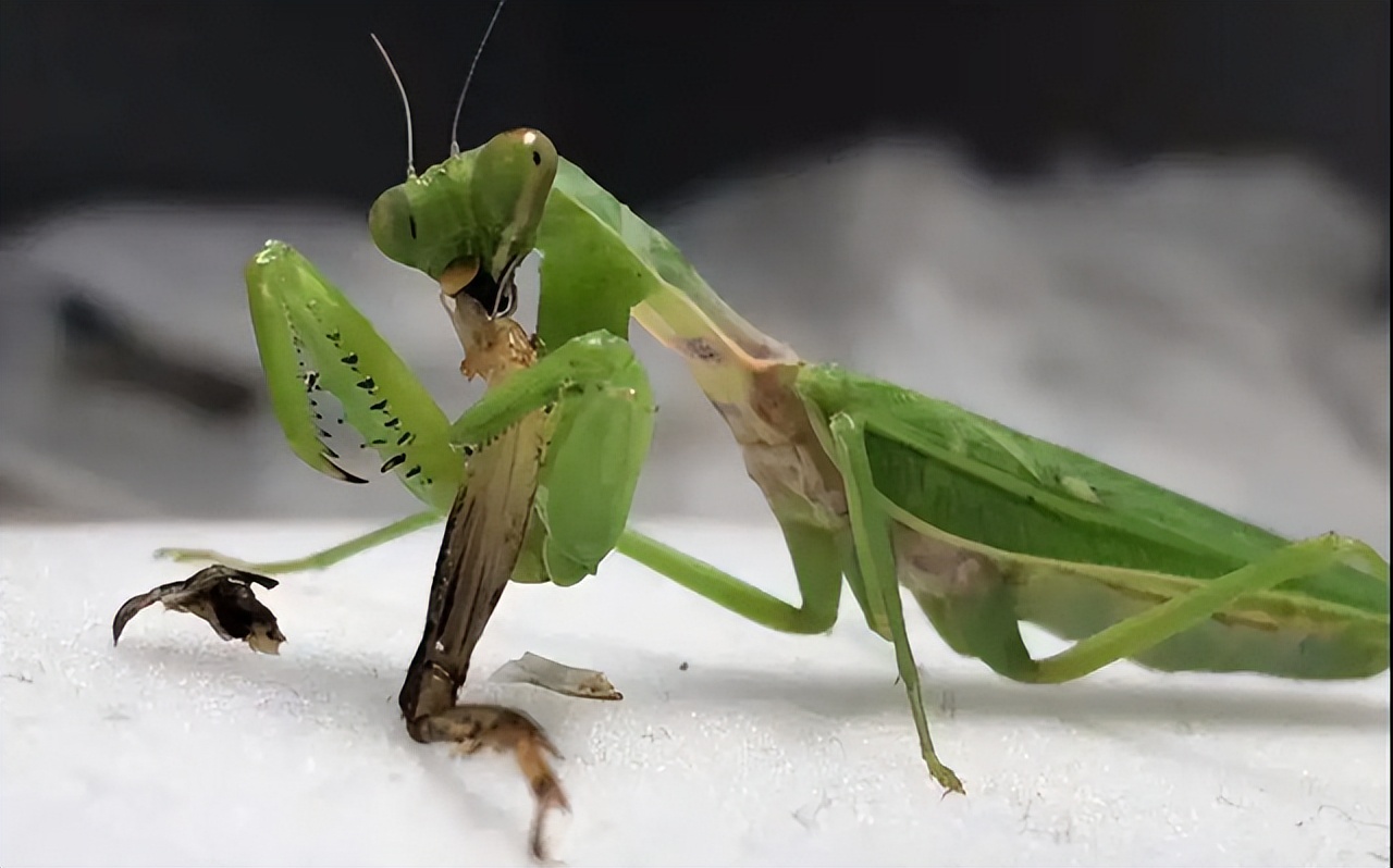 公螳螂被母螳螂吃掉什么感觉,公螳螂和母螳螂繁殖后被吃掉