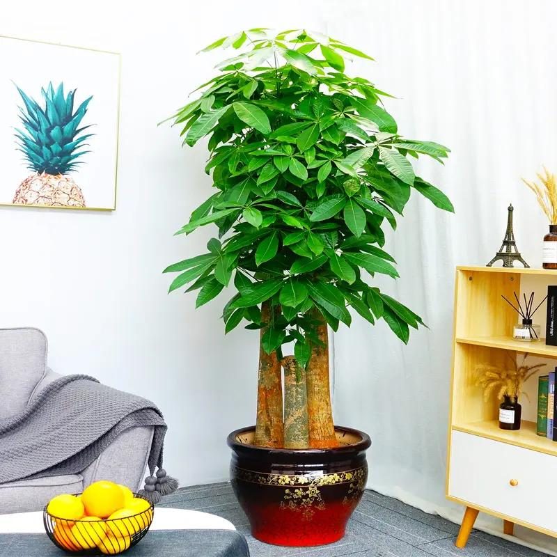 客厅养什么花好看又好养,客厅养什么花好看又好养活