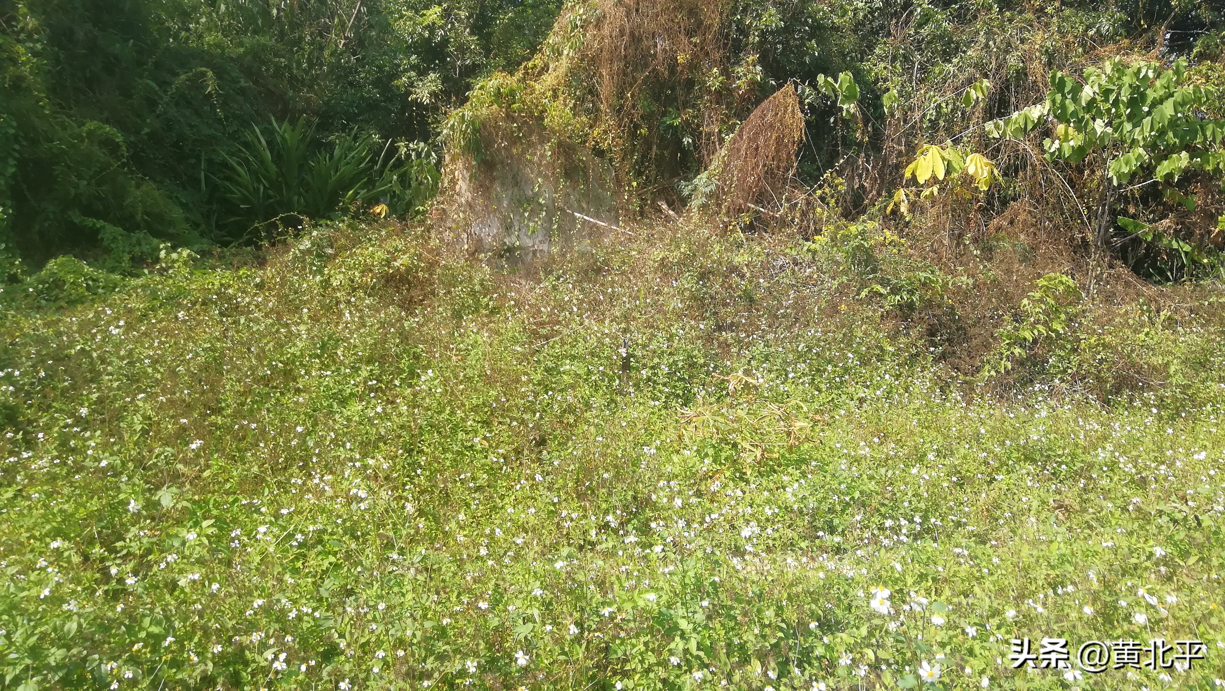 南宁隆安县那桐镇旅游景点,广西隆安那桐镇旅游村