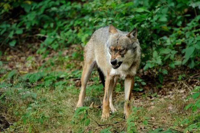 黑熊为什么害怕东北虎,狼群为什么不怕大棕熊怕老虎