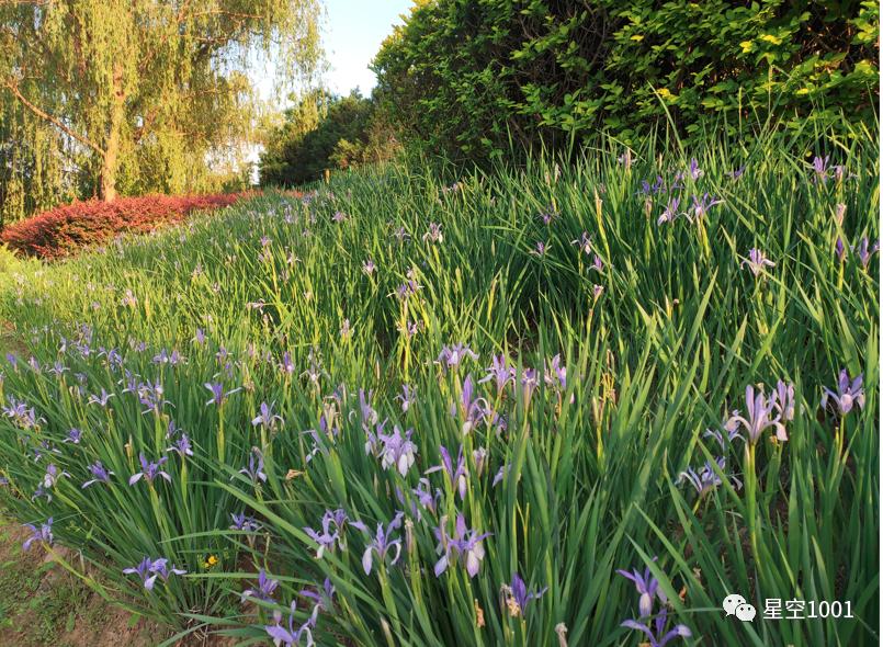 可爱花伴侣，相伴经年