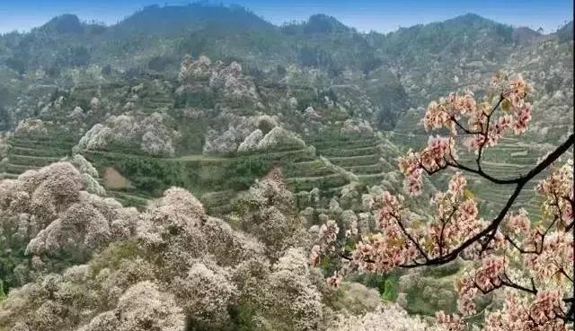 油桐：人间“五月雪”，抗日英雄今记否？