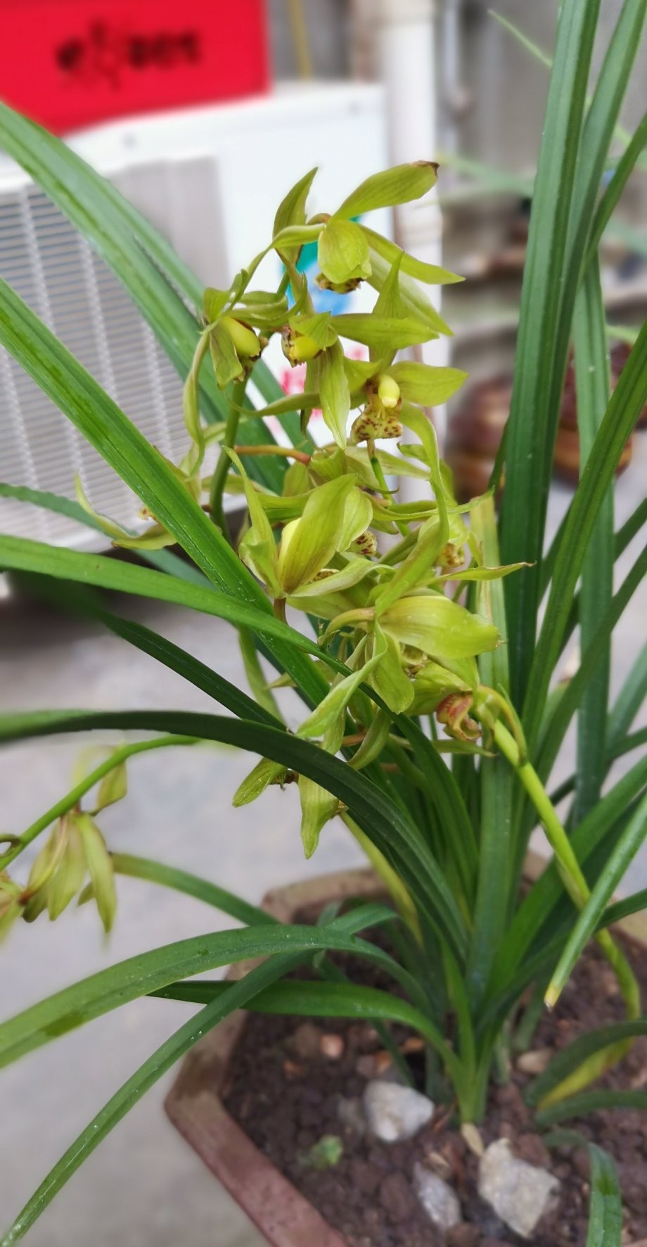 青玉单珠无相,青玉偏蓝色