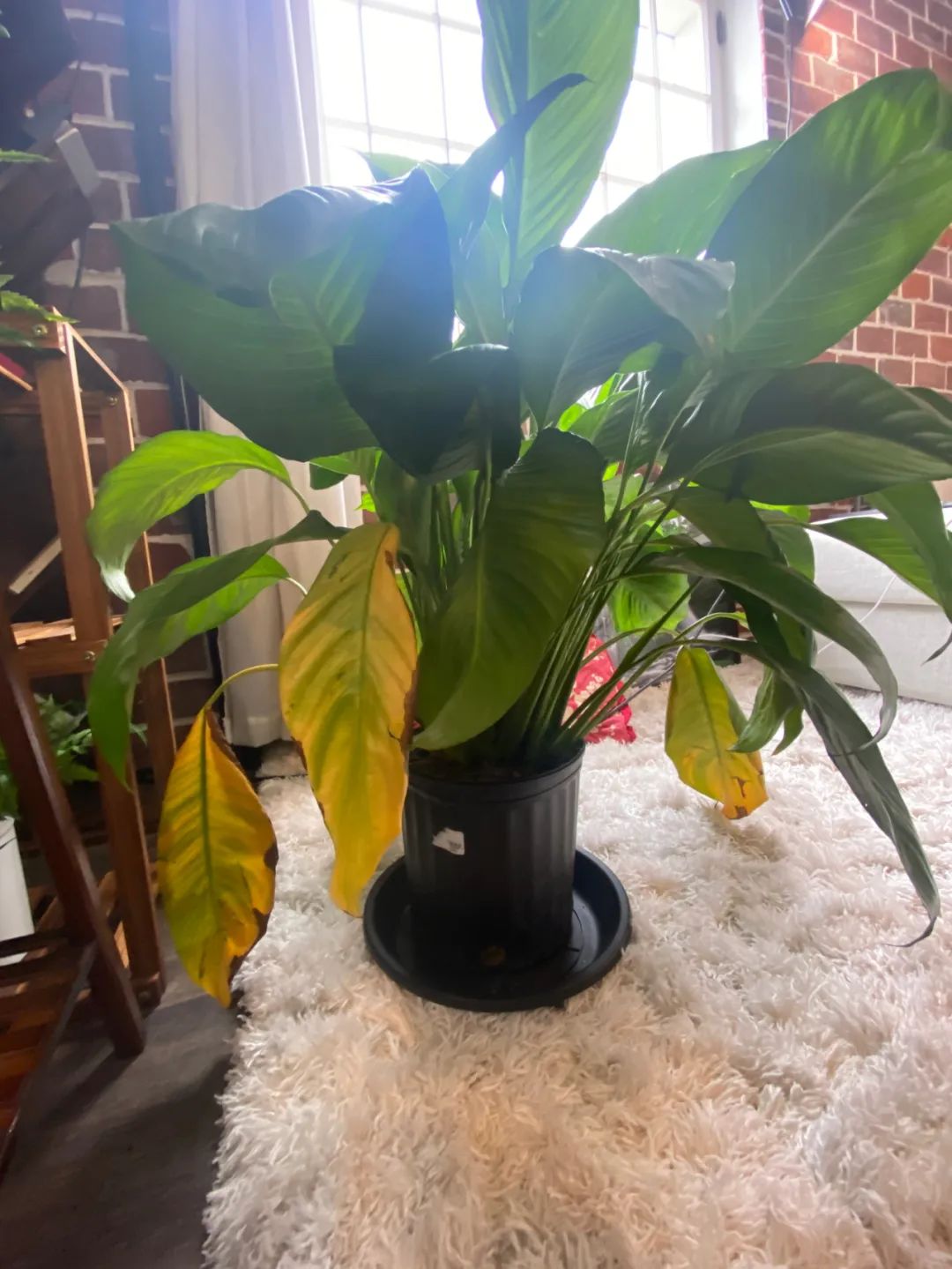 白掌花叶子发黄怎么办,白掌花叶子发黄怎么回事