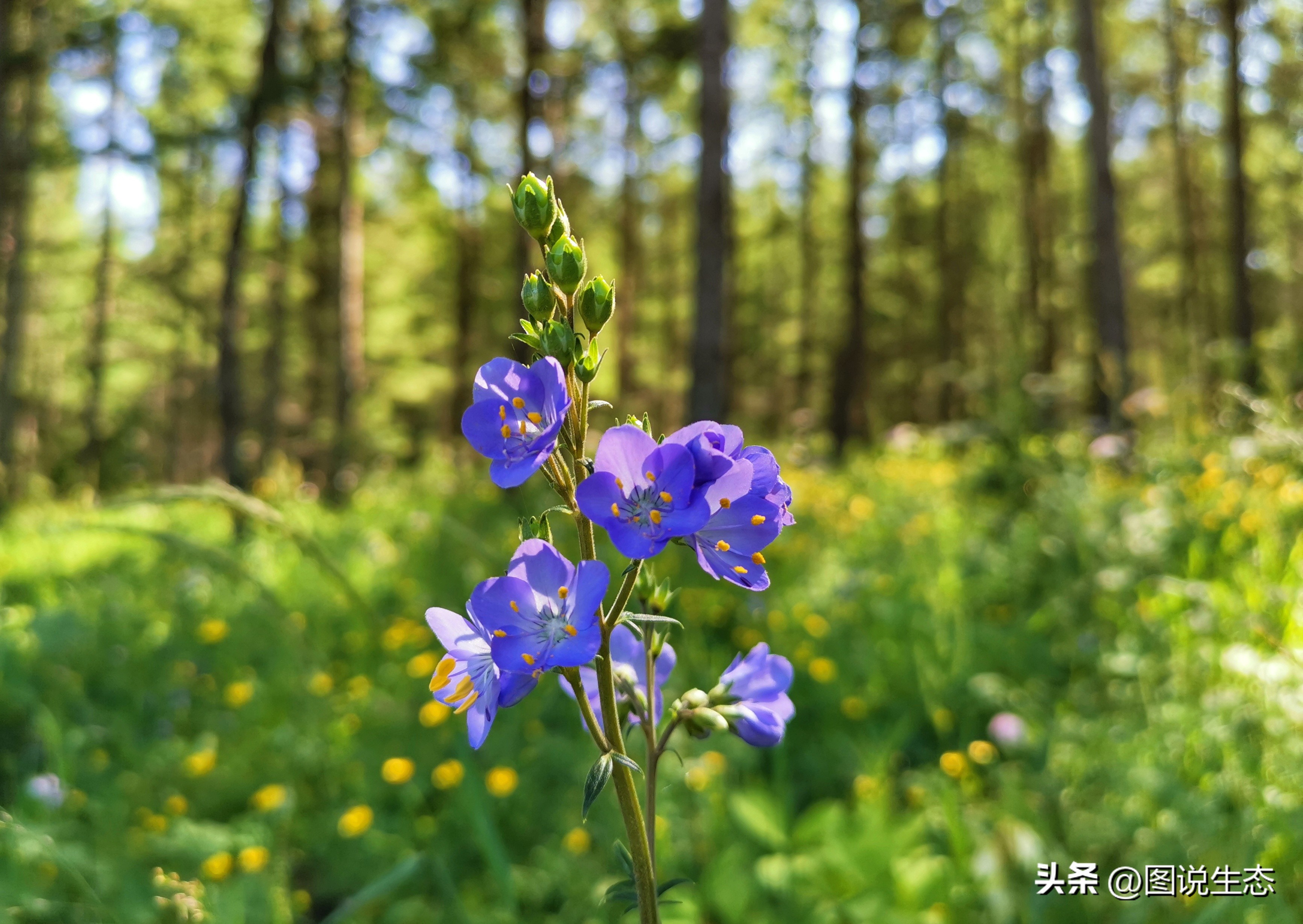 坝上草原游玩的好去处,锡林郭勒大草原和丰宁坝上