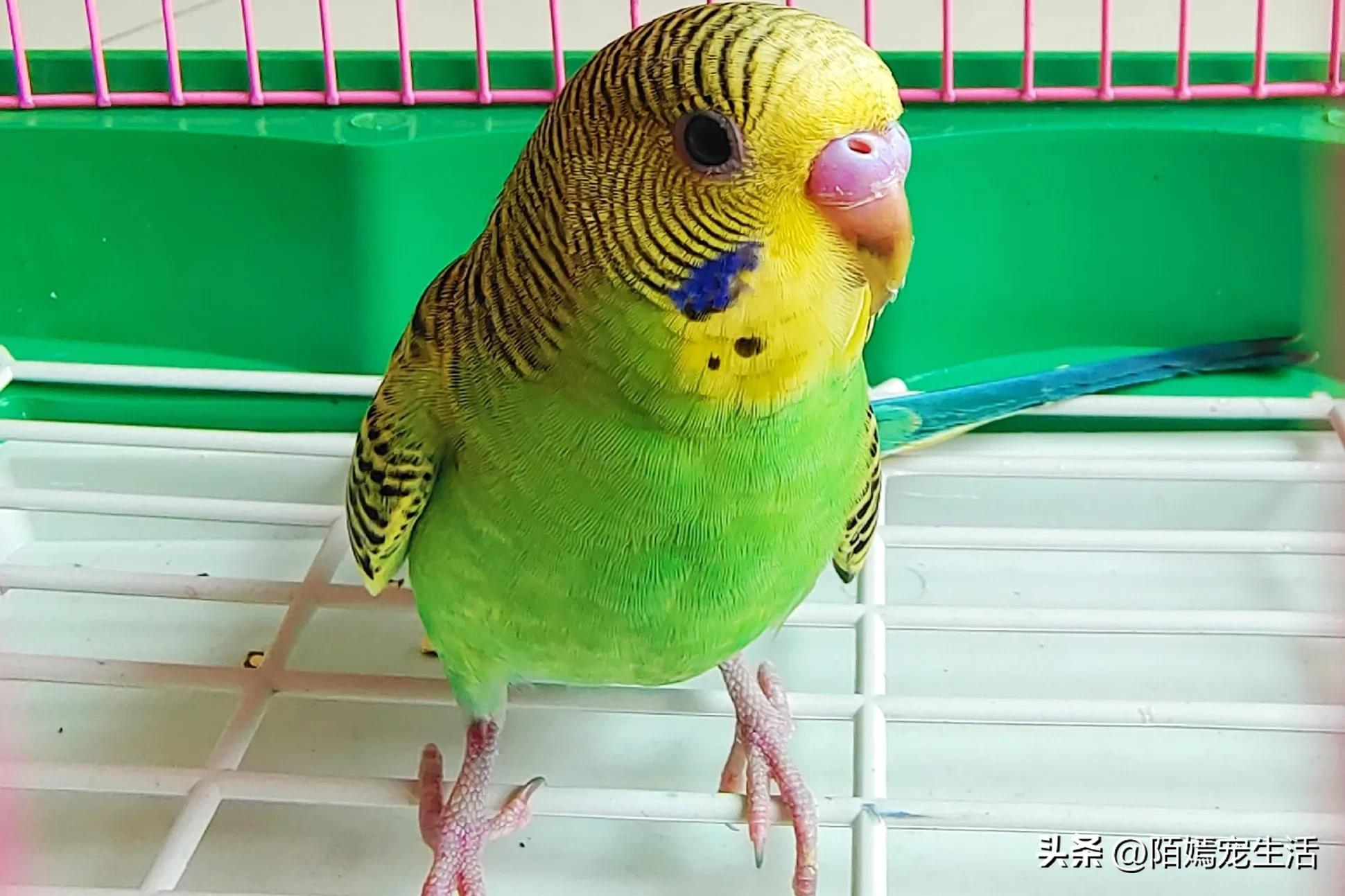 新到家的虎皮鹦鹉注意什么,虎皮鹦鹉进家注意事项