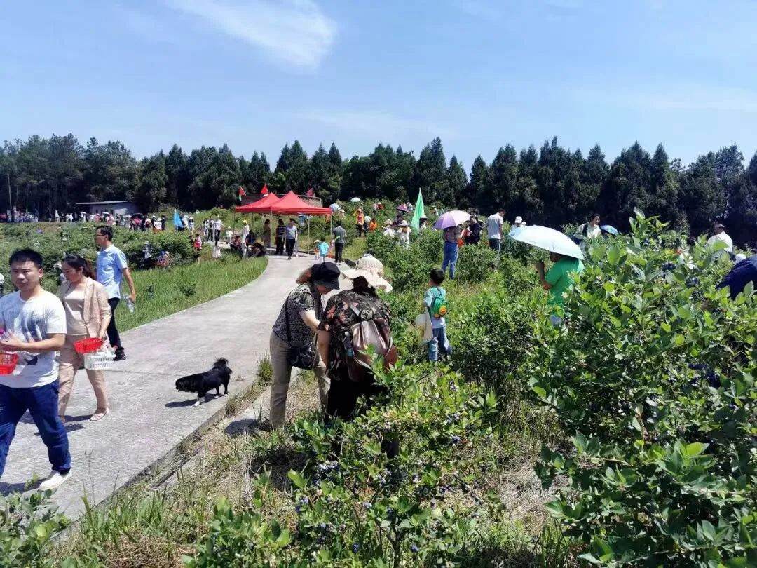 “蓝”不住的“莓”好！旺苍县木门蓝莓基地已开园！