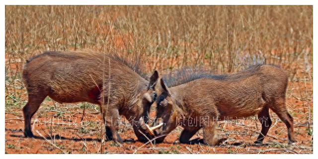 人类祖先的“丁丁”有骨头，现代人类怎么没有“丁丁骨”了呢？