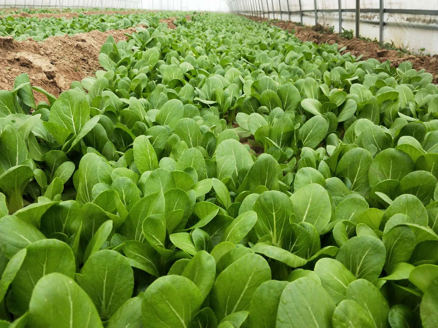 冬天种菜如何用肥,种菜怎么防止病虫害