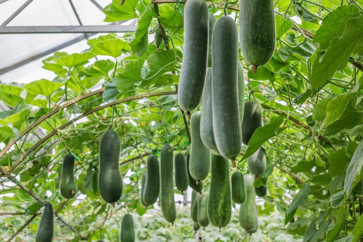 北方春季露天种植的蔬菜有哪些,北方现在芒种种什么时令蔬菜