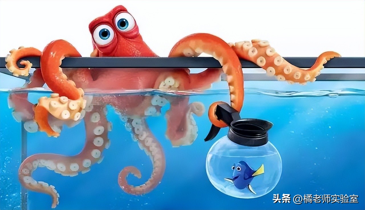 逆天的章鱼究竟有多聪明,章鱼是不是世界上最聪明的章鱼