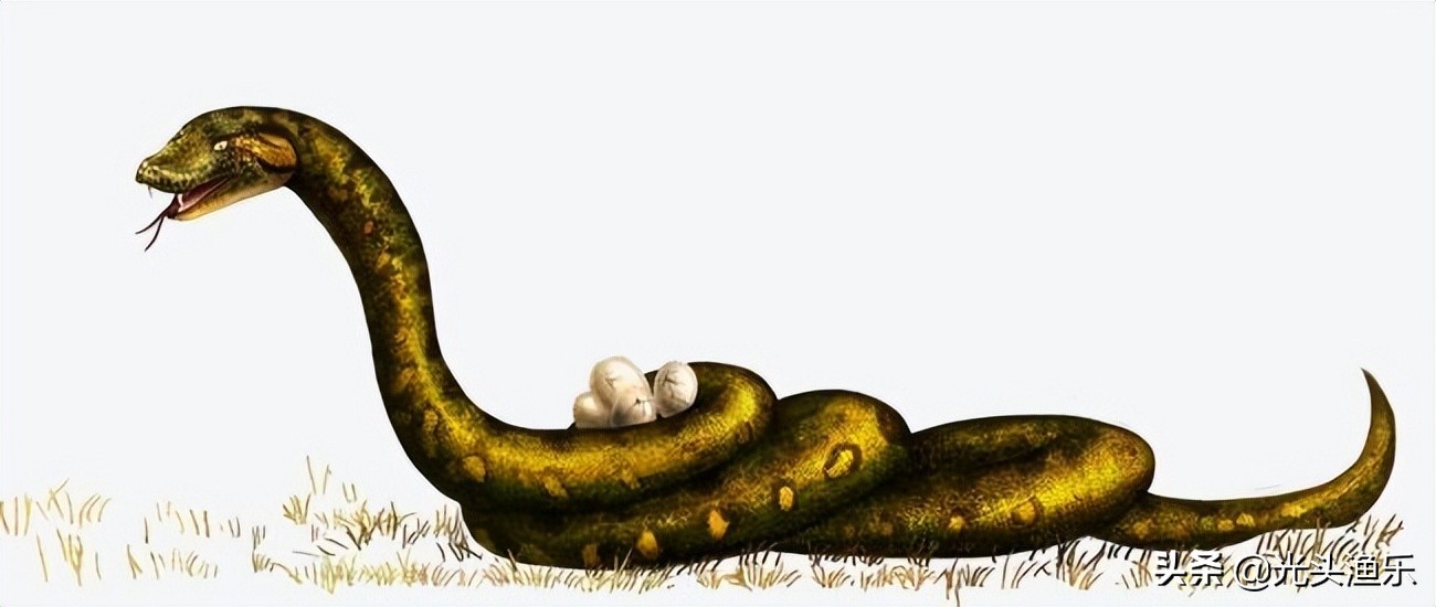 蚺蛇和巨蟒谁大,为什么蟒蛇有的又叫蚺