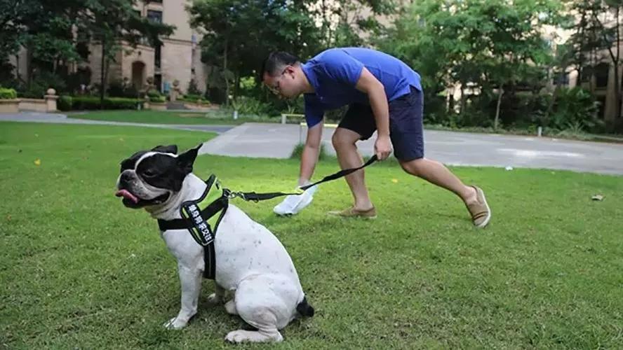 养狗的烦恼全集,养狗的烦恼和快乐有什么区别