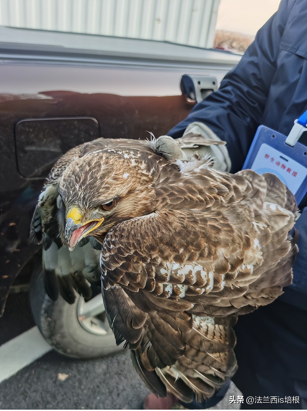 杭州农场鸡窝闯入“怪家伙”！眼神犀利长相凶猛，翻身鹞子就是它