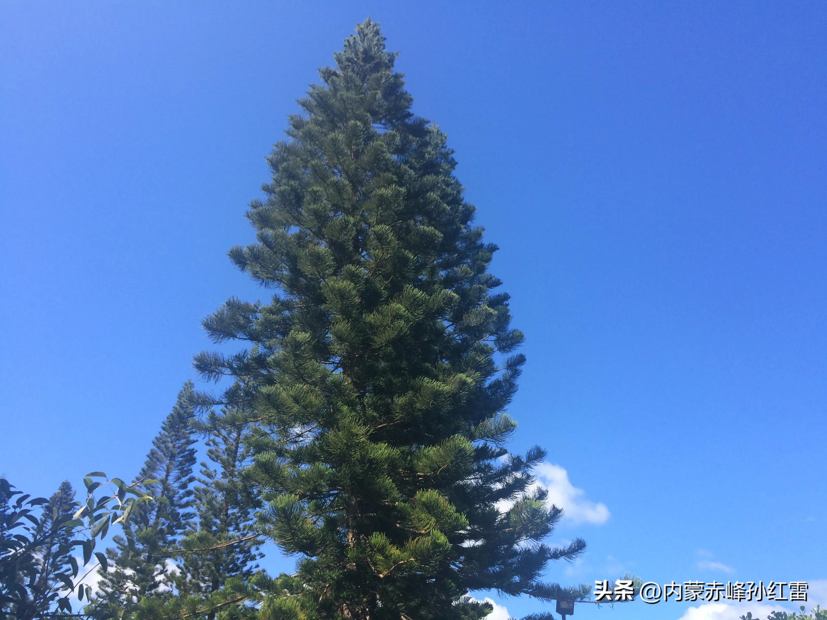 我的母校-红旗中学