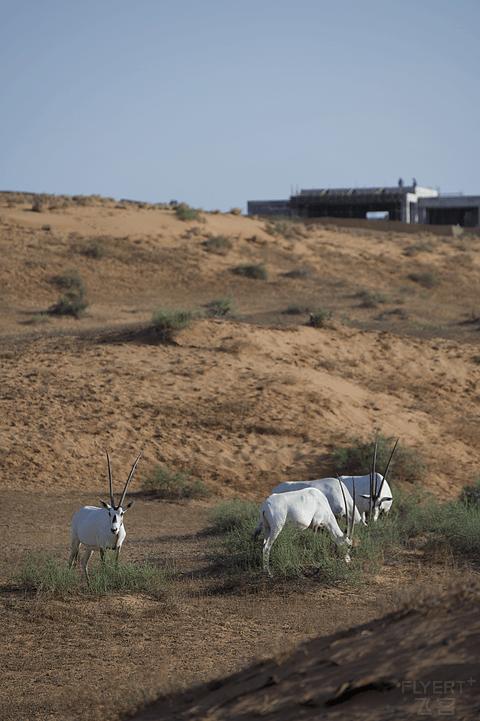 阿联酋丽思卡尔顿,阿联酋野奢帐篷