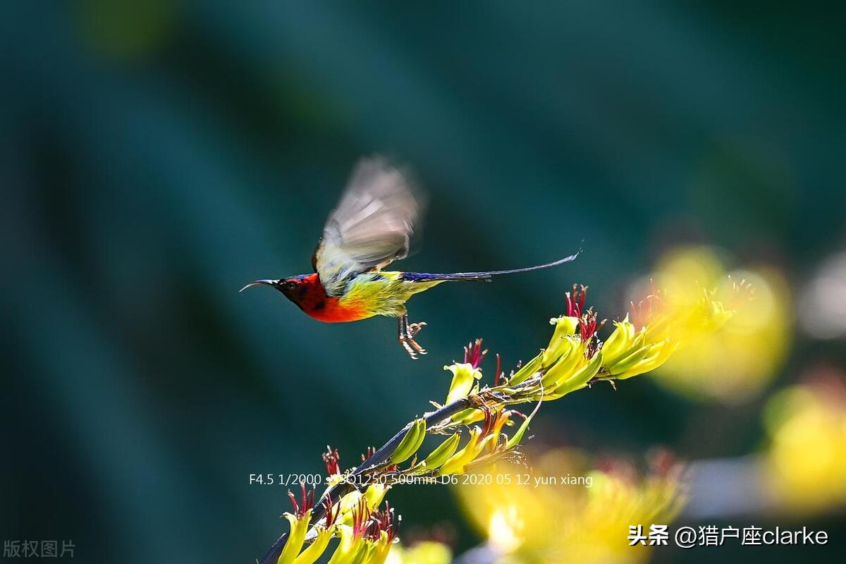 尼康d1x对比佳能eos6d,佳能6d和尼康d6测评对比