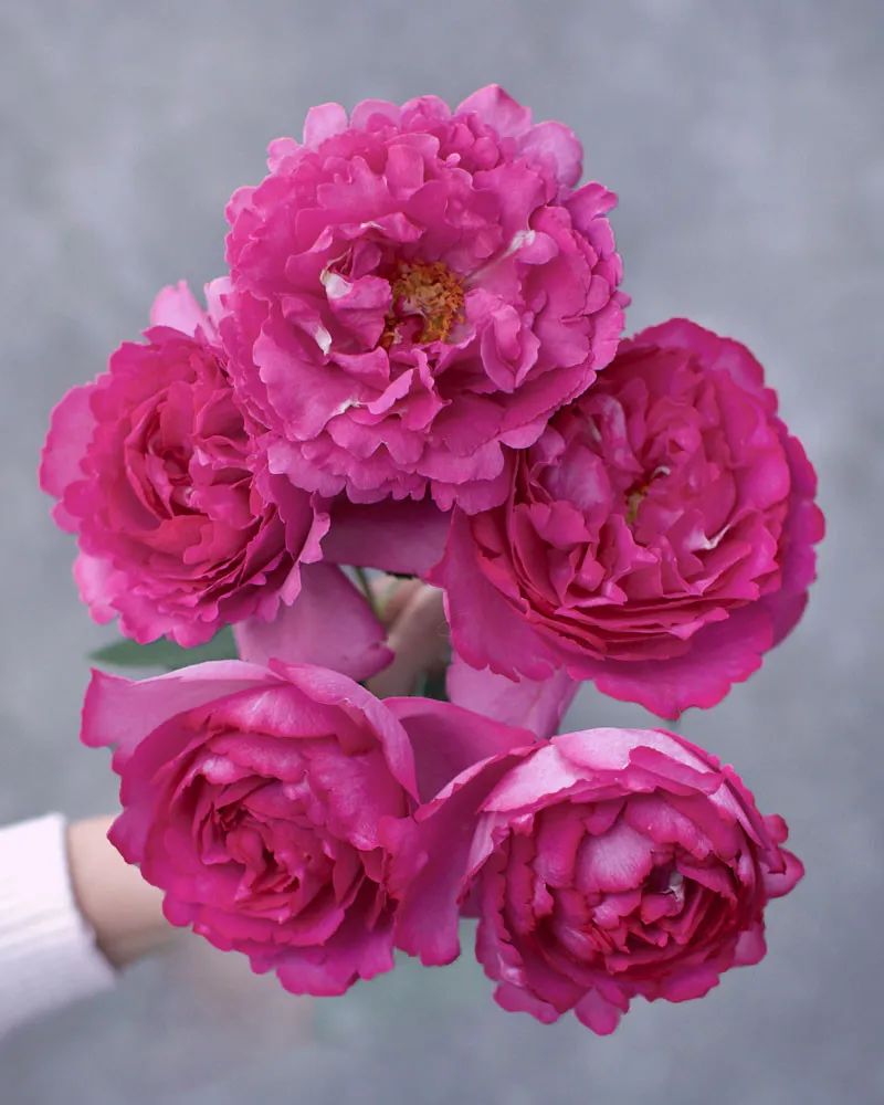 比较鲜又好养的月季品种,最值得养的大花浓香月季品种