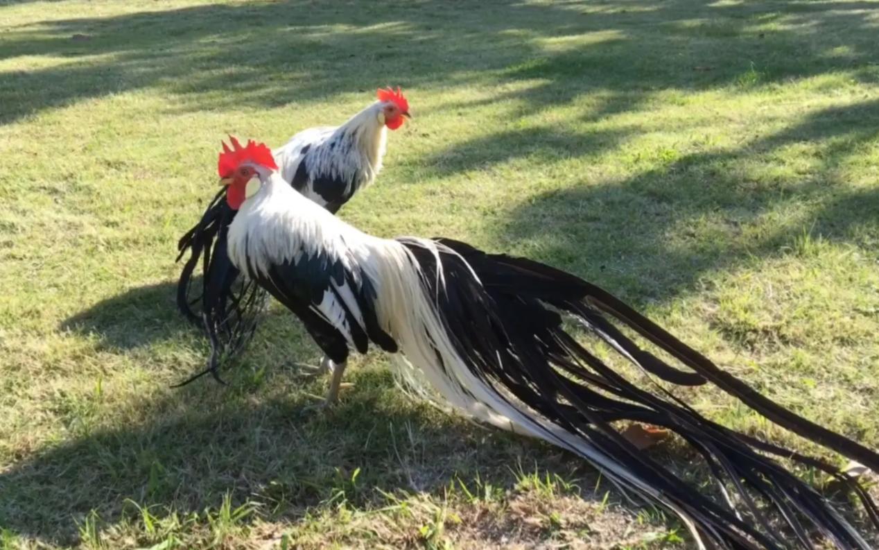河南出现神秘巨鸟成片喜鹊,河南发现一只怪鸟