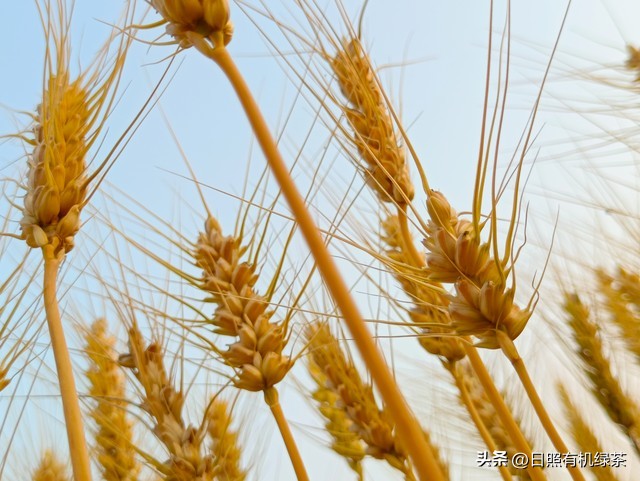 日照绿茶岚山第一茶,正宗日照绿茶头道茶