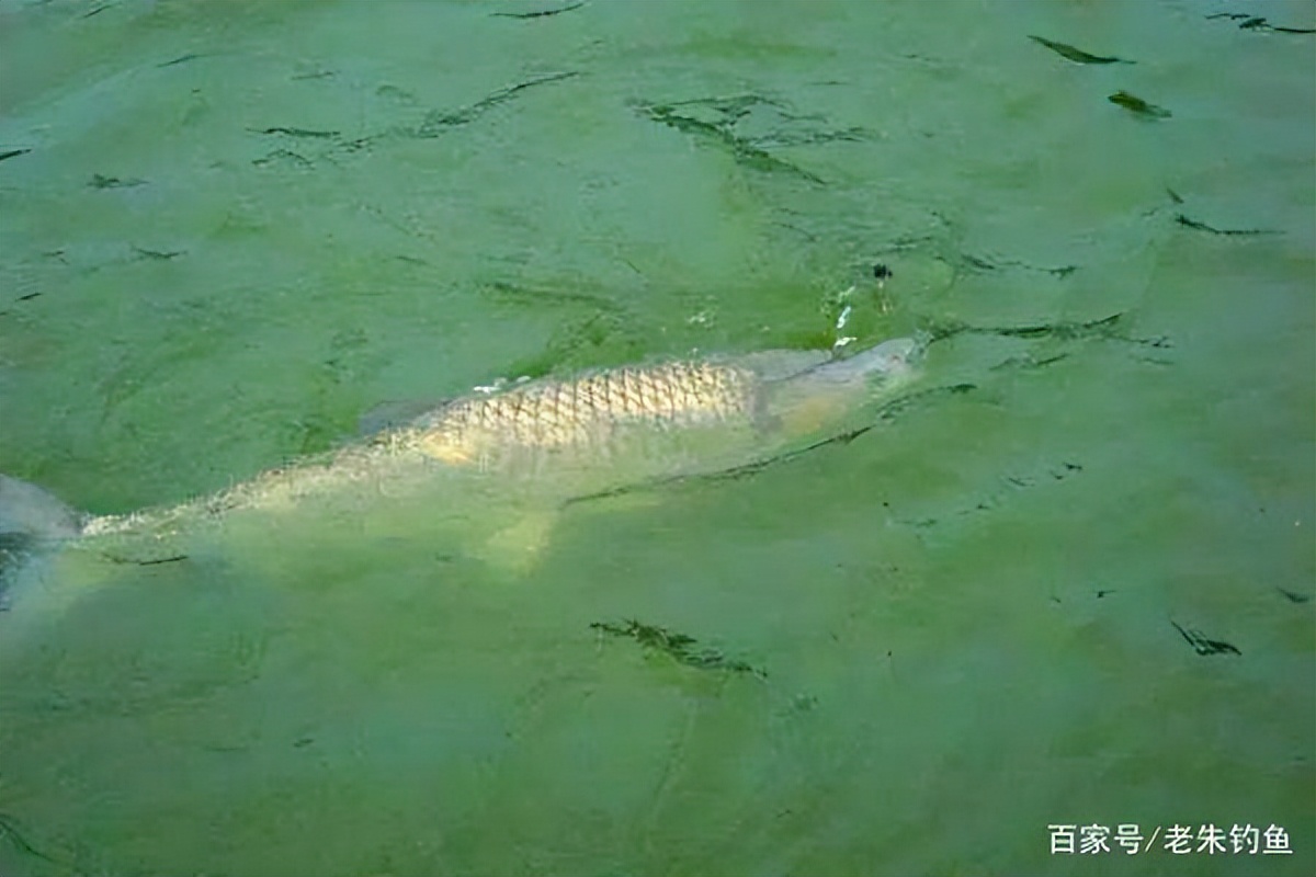 水库钓草鱼的真实感受,野钓草鱼经验之谈