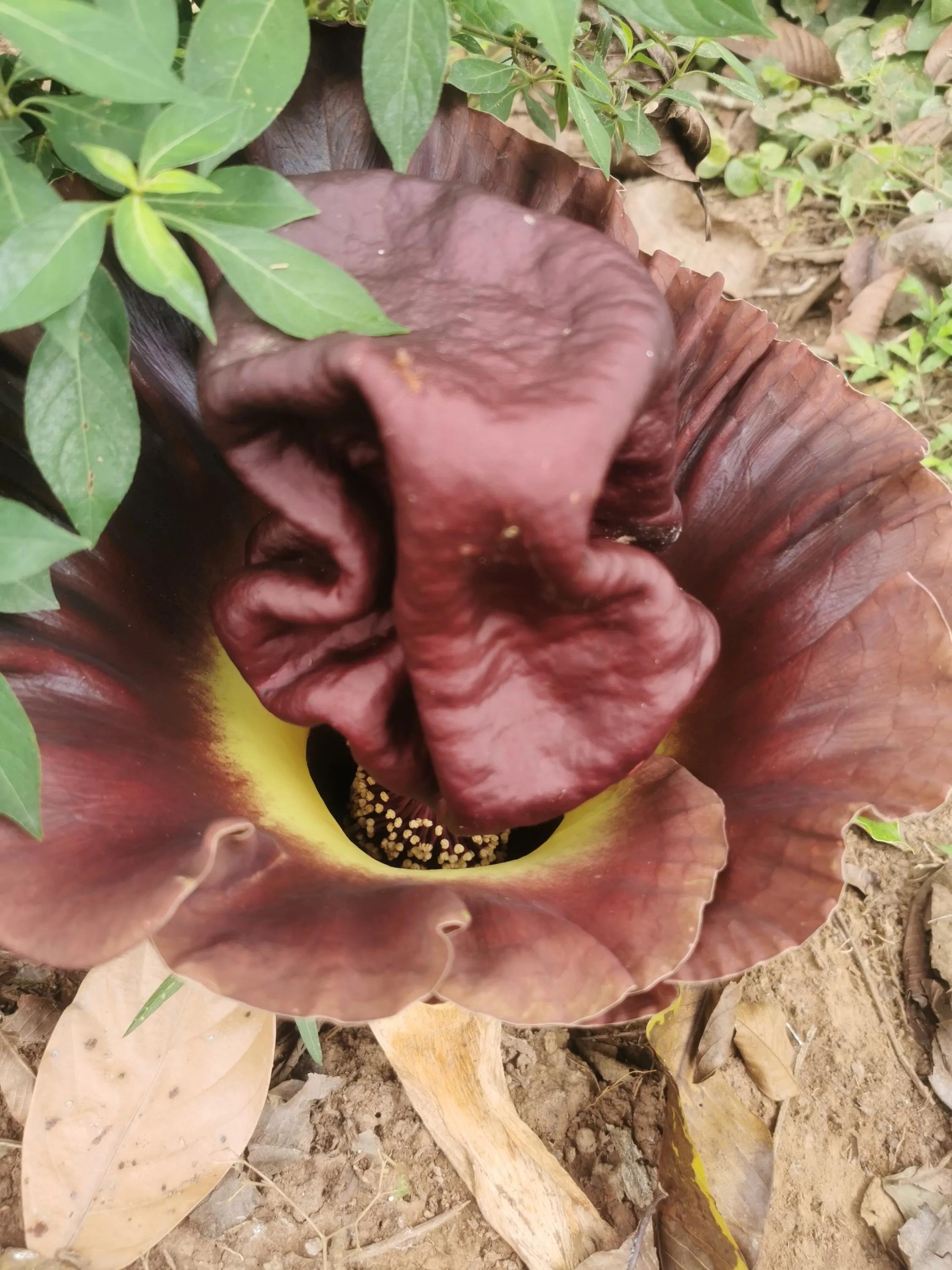 西双版纳融创铂尔曼酒店,重庆飞西双版纳旅行团