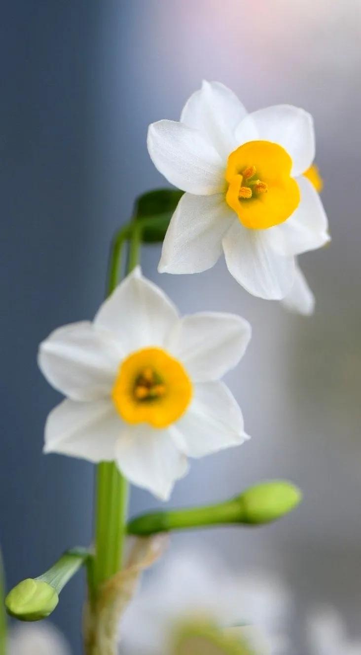 古诗词中的水仙花：飘零尘俗客再见水仙花