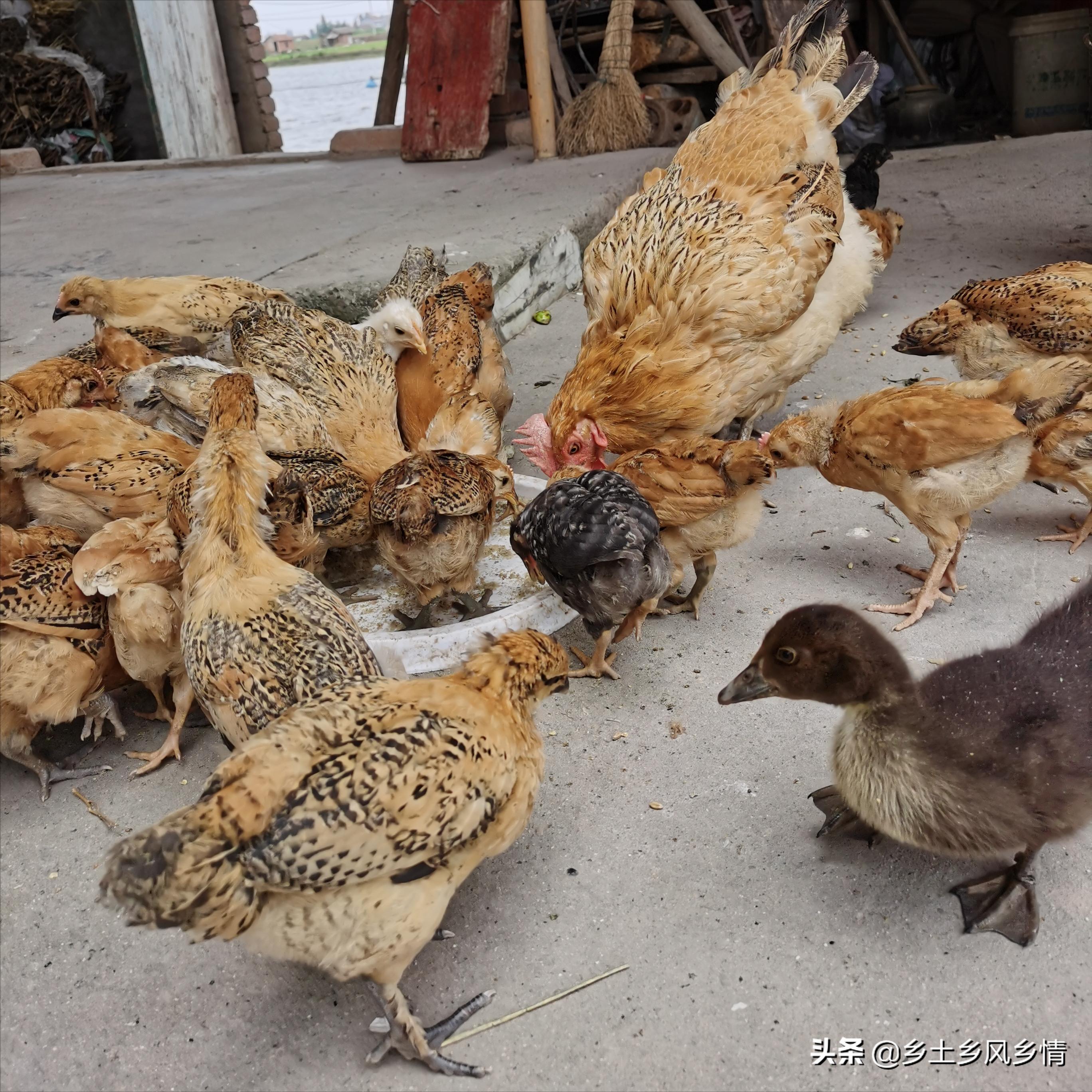 辨别真假土鸡一招搞定,分辨土鸡真假的方法有哪些