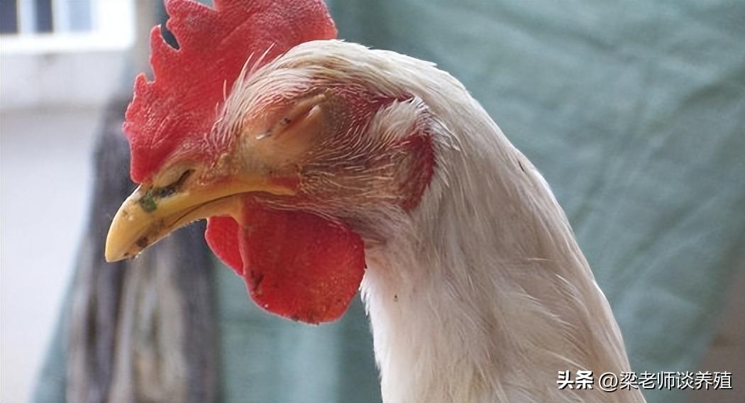 支原体感染怎么才算好的,为啥支原体感染这么多