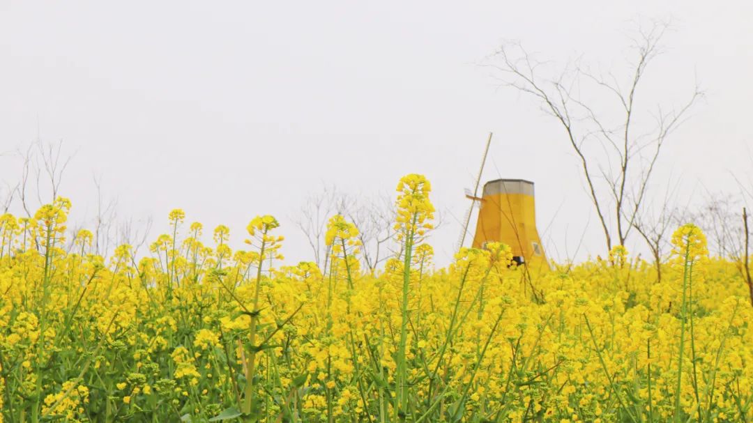 成都市区现实版桃花源记在哪里,成都公交可达的古镇