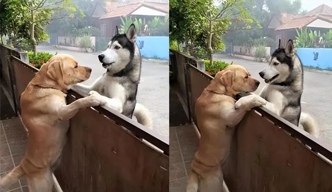 狗狗有分离焦虑症要再养一只吗,狗狗分离焦虑主人出门就要叫